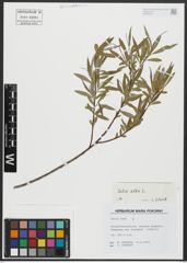 Foto von Salix alba L.